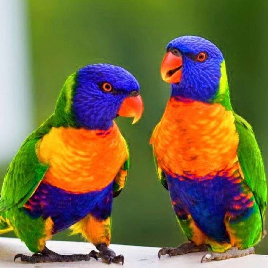Színes papagájok online puzzle