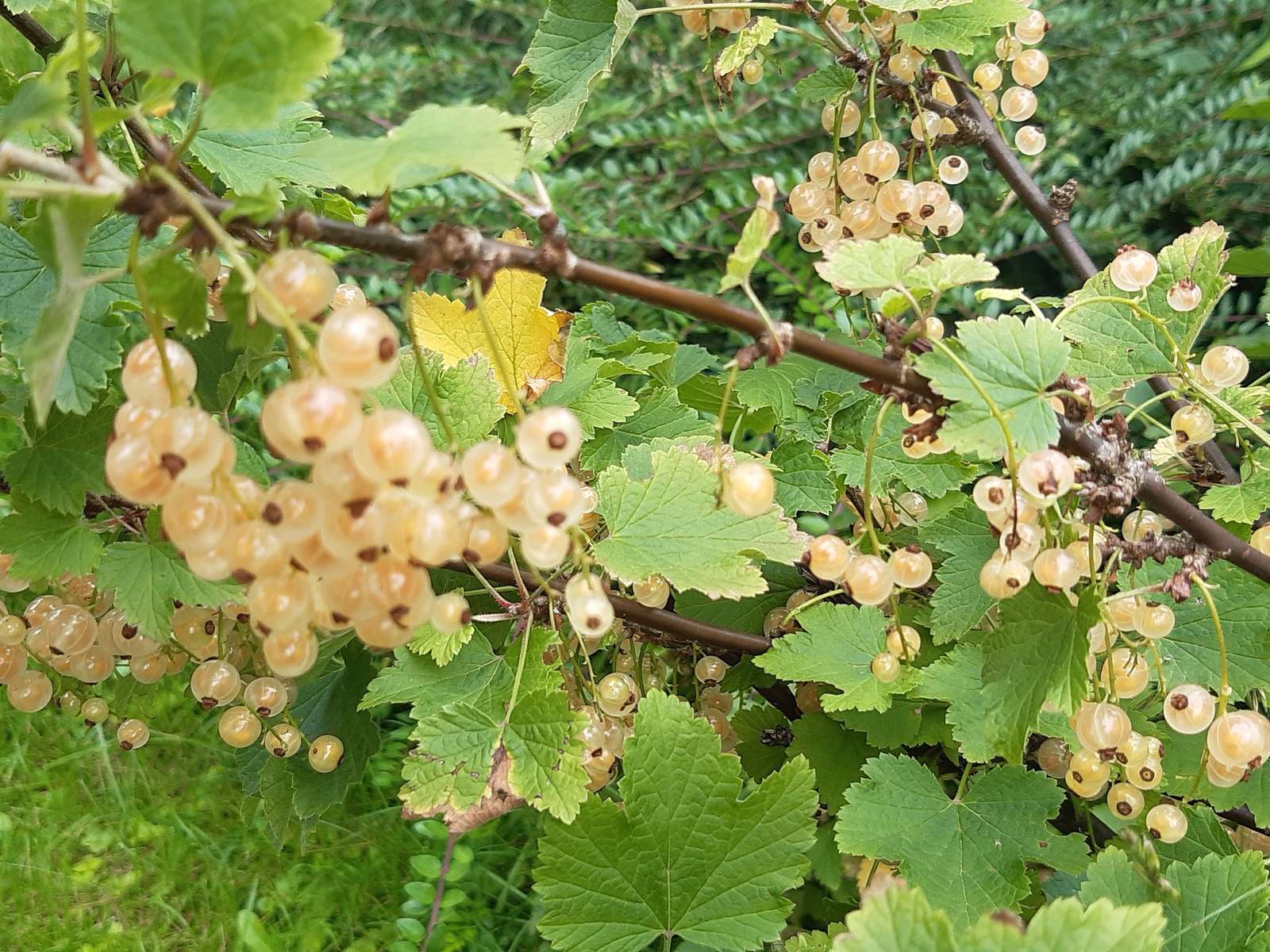 fruta de grosella blanca en un arbusto rompecabezas en línea