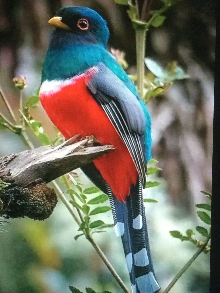 Păsări de multe culori puzzle online