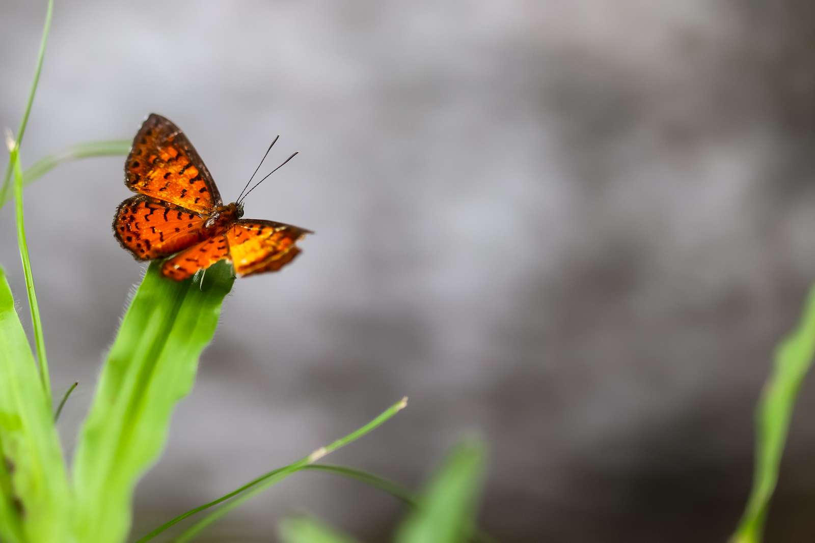 insekter pussel på nätet