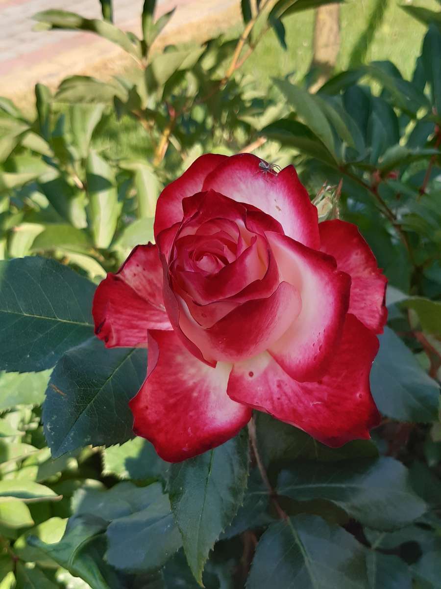 festett rózsa online puzzle