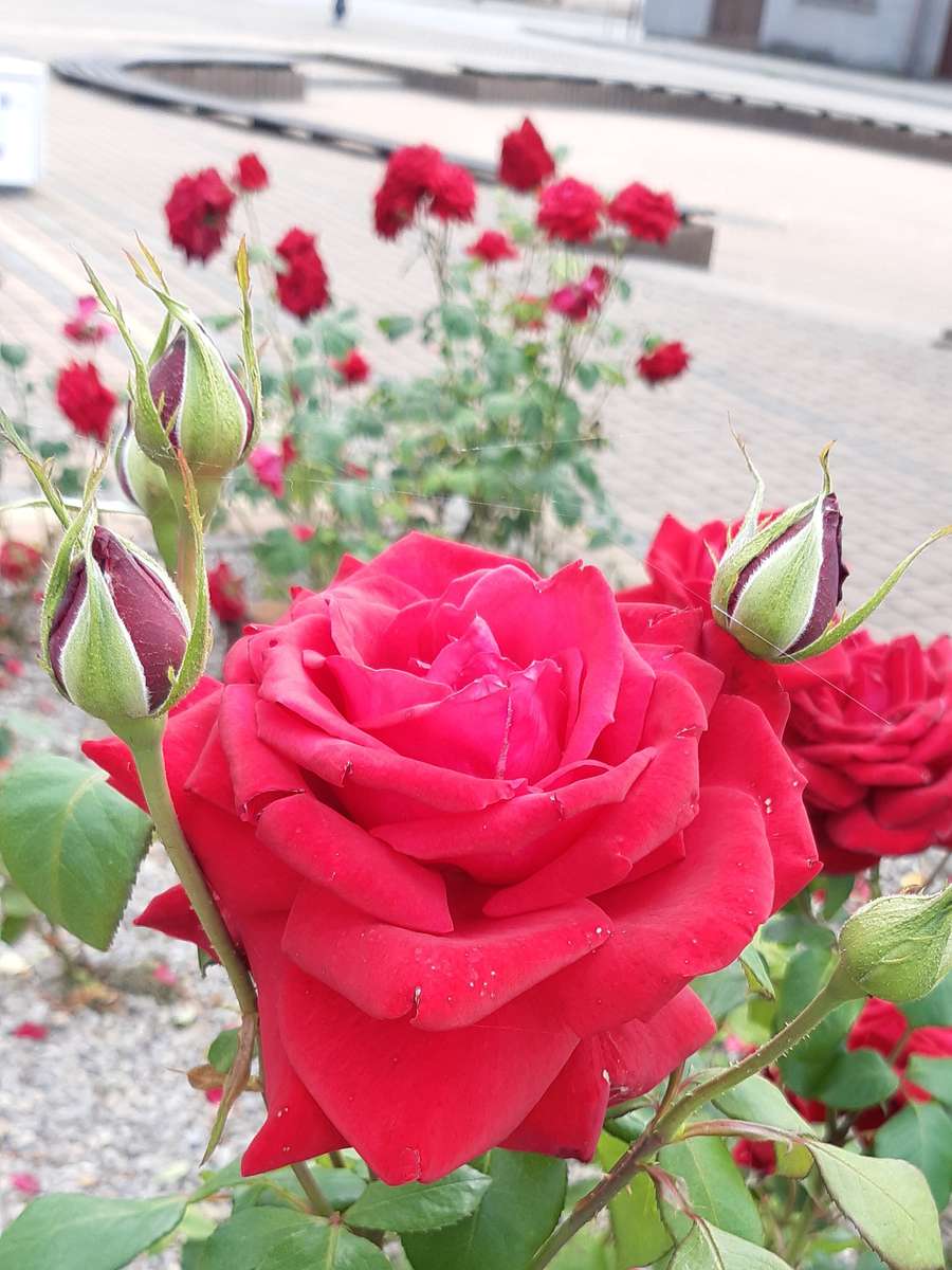 rózsa és rózsabimbó kirakós online