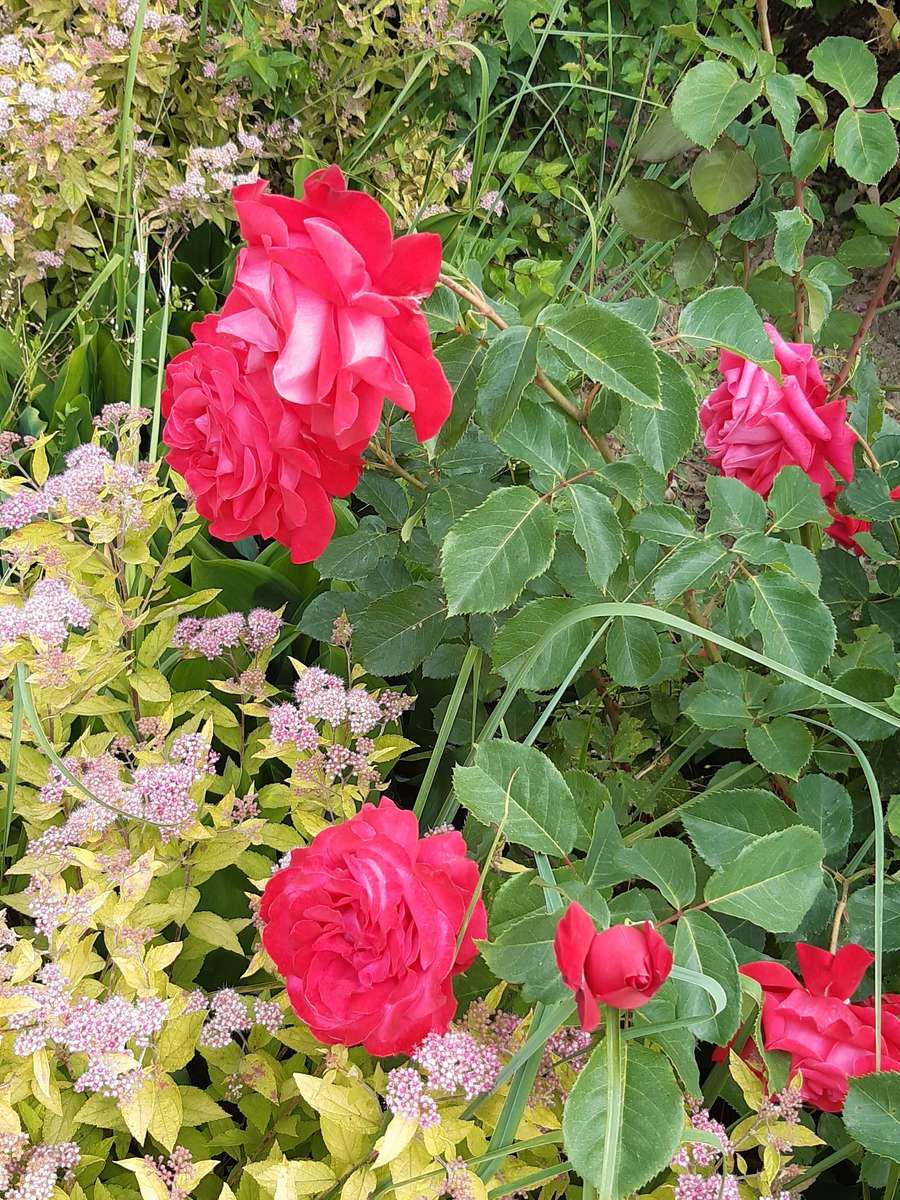 rosas nos arbustos puzzle online