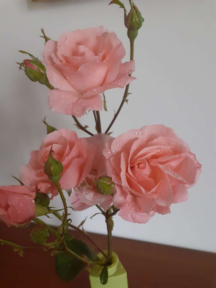 růžová růže ve váze skládačky online