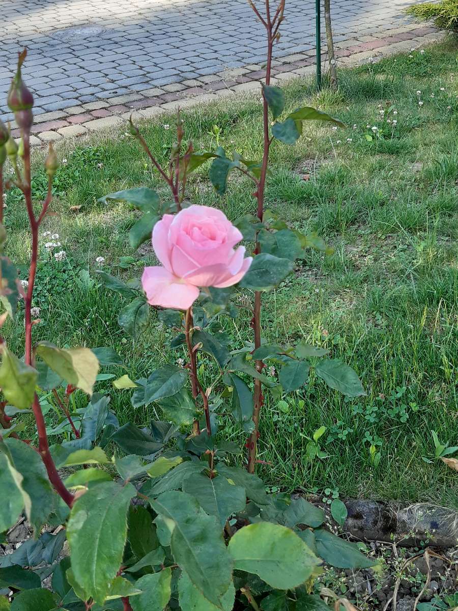 rosa rosa solitaria junto a la cerca rompecabezas en línea