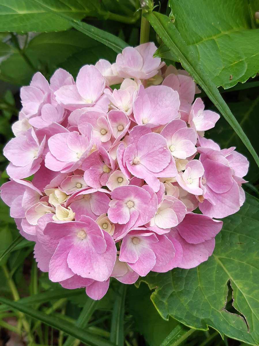 ροζ λουλούδι σε φόντο πράσινων φύλλων παζλ online