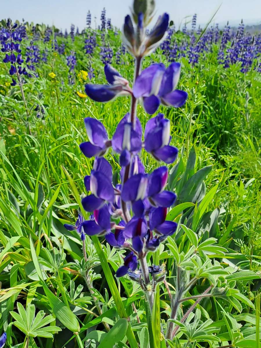 lupine in the meadow jigsaw puzzle online