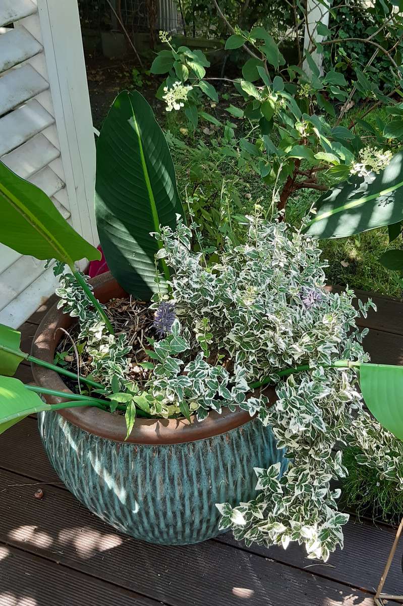 maceta decorativa con plantas rompecabezas en línea