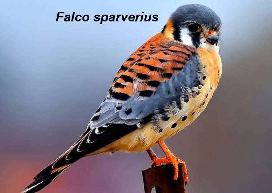 QUILICO (Falco Sparverius) legpuzzel online