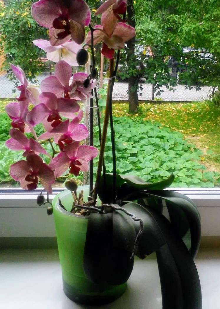 orkidé i fönstret pussel på nätet