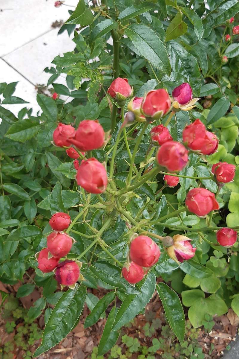 um arbusto de pequenas rosas quebra-cabeças online