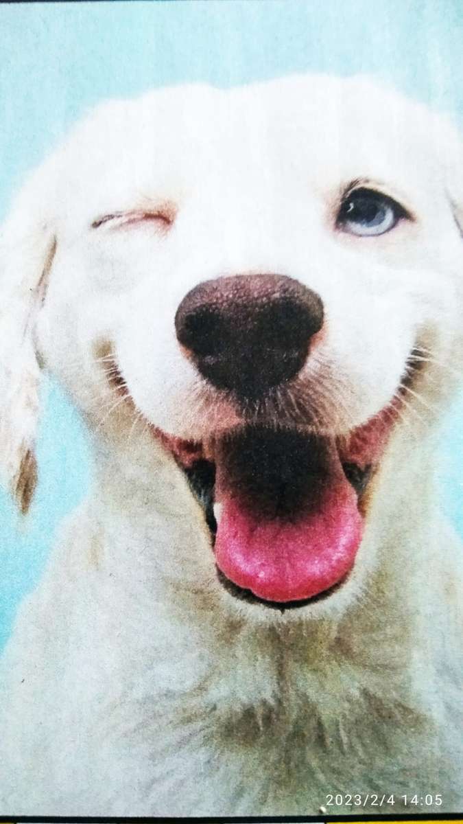 陽気な白い犬 ジグソーパズルオンライン