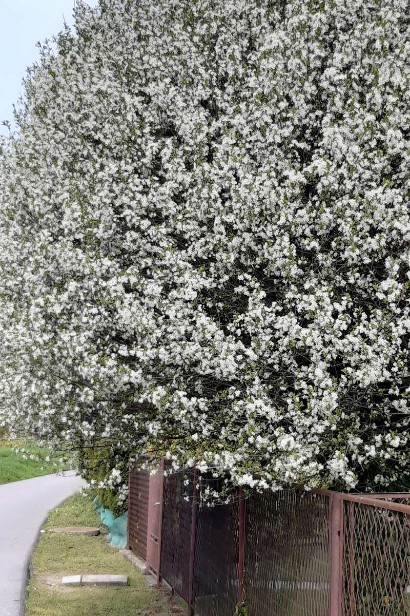 árbol de primavera rompecabezas en línea