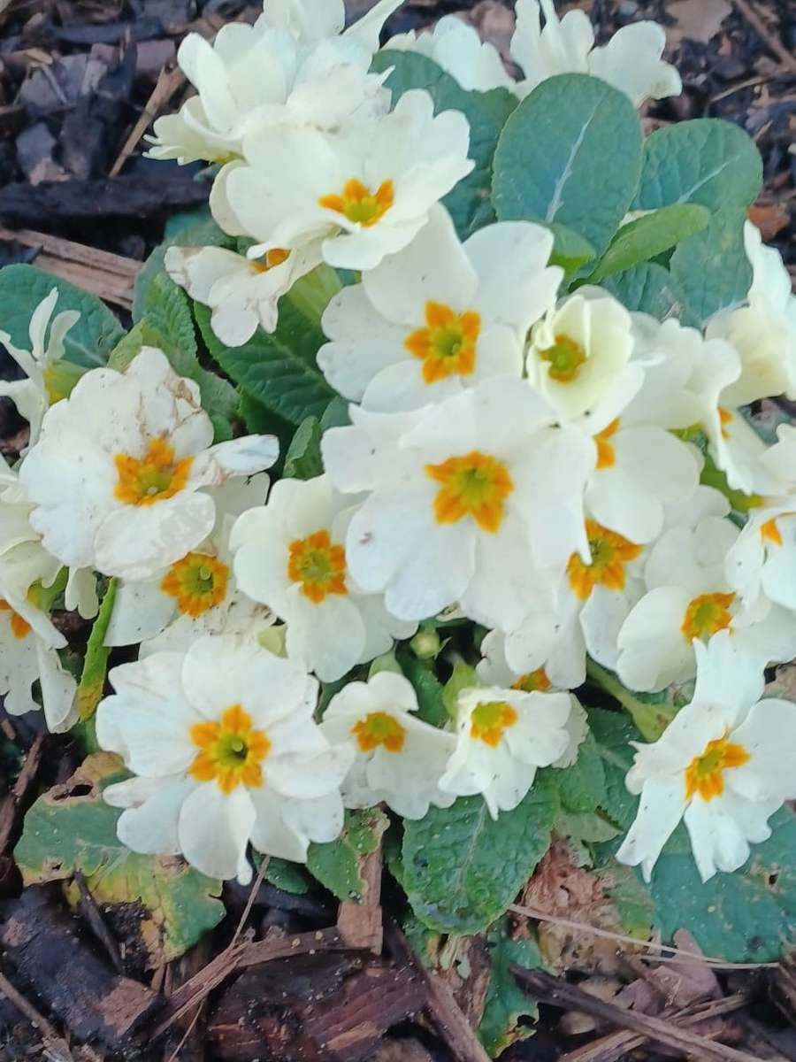 λευκά ανοιξιάτικα λουλούδια παζλ online