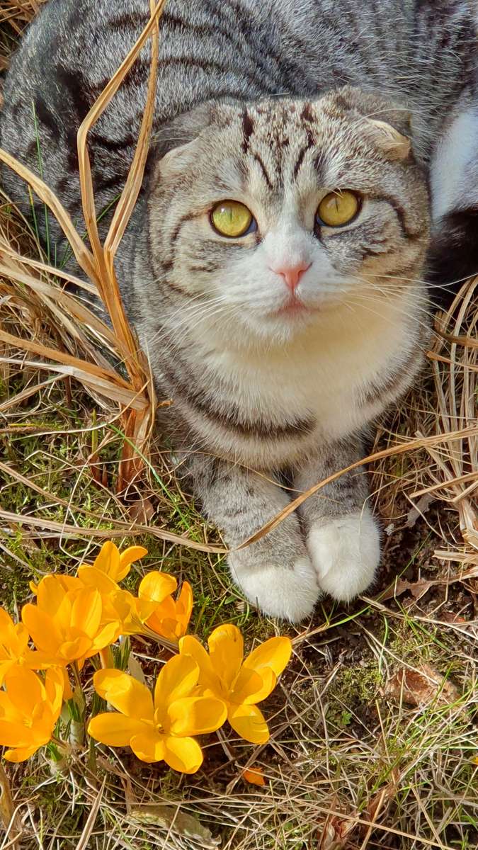 λουλουδάτο γατάκι παζλ online