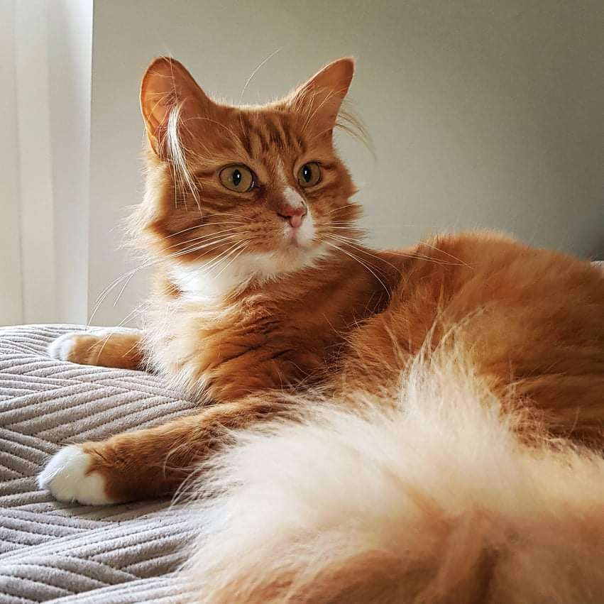 Чистокръвна котка с красива опашка онлайн пъзел