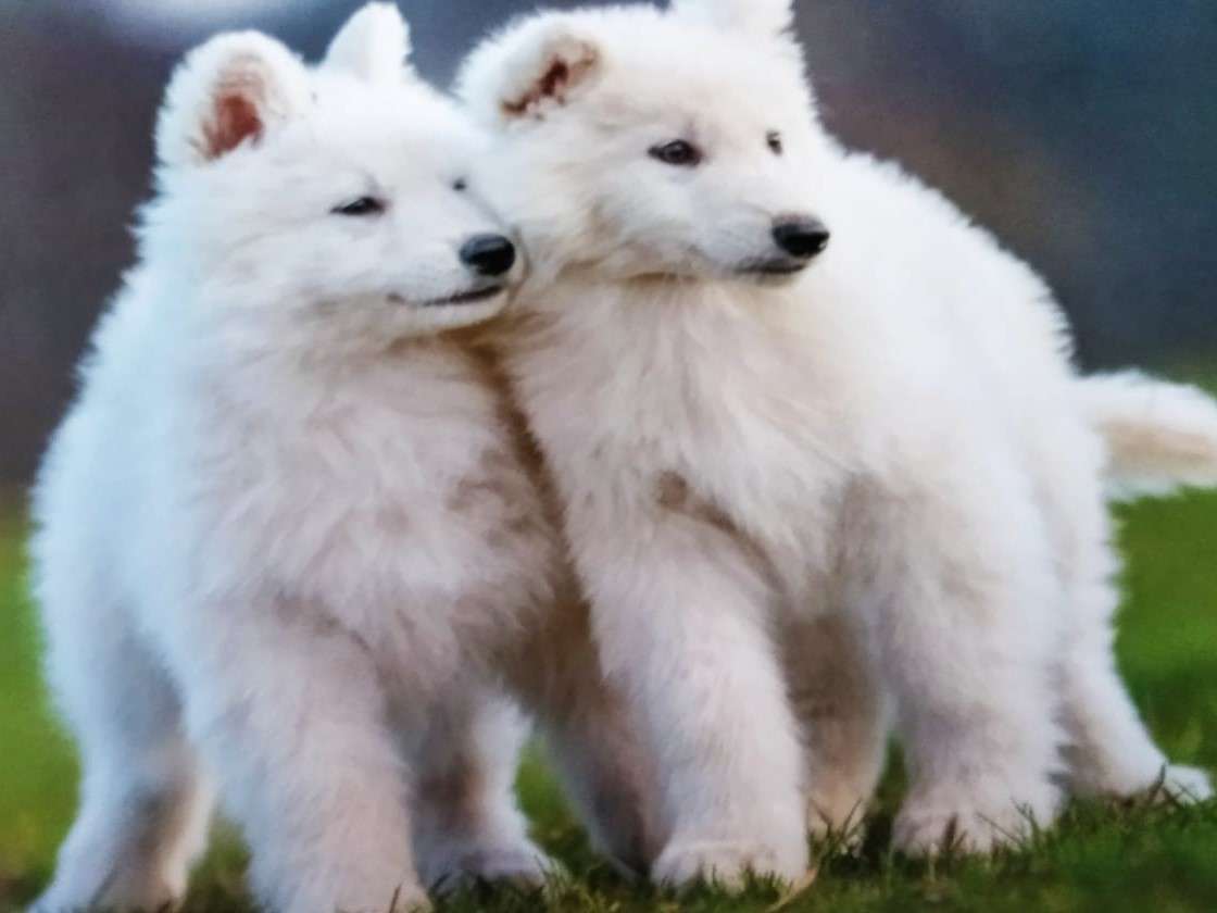 câini albi pufosi puzzle online