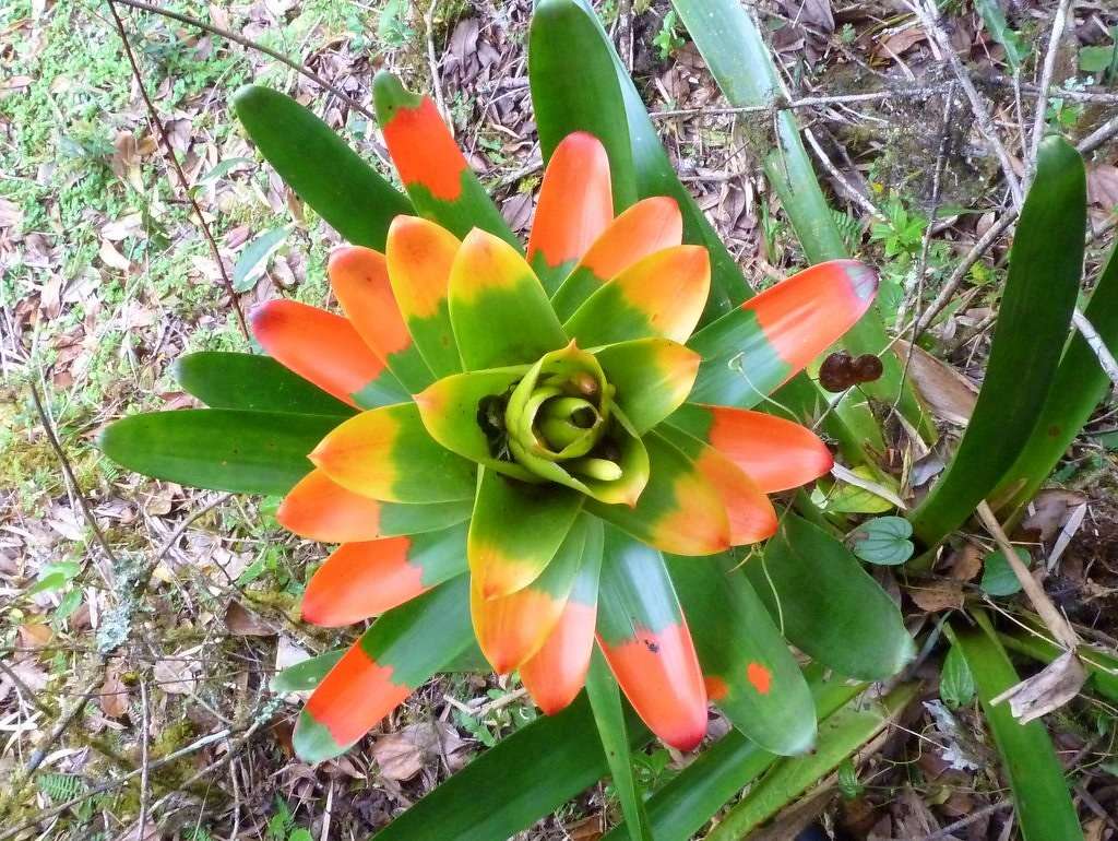 Bromelia rompecabezas en línea