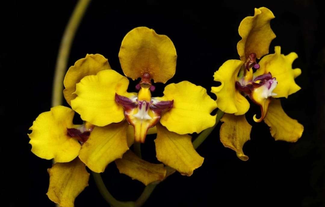 Orchidee legpuzzel online