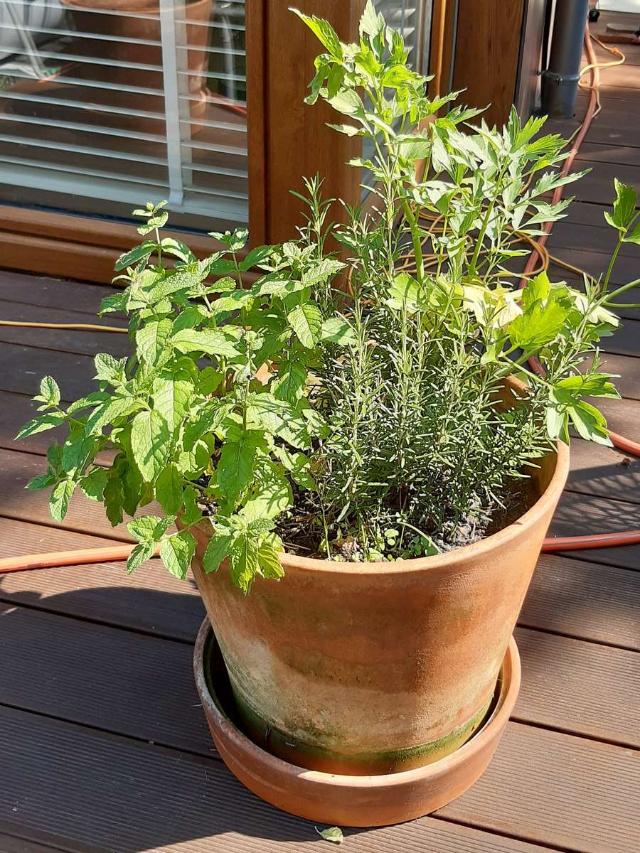 pot with herbs on the terrace online puzzle