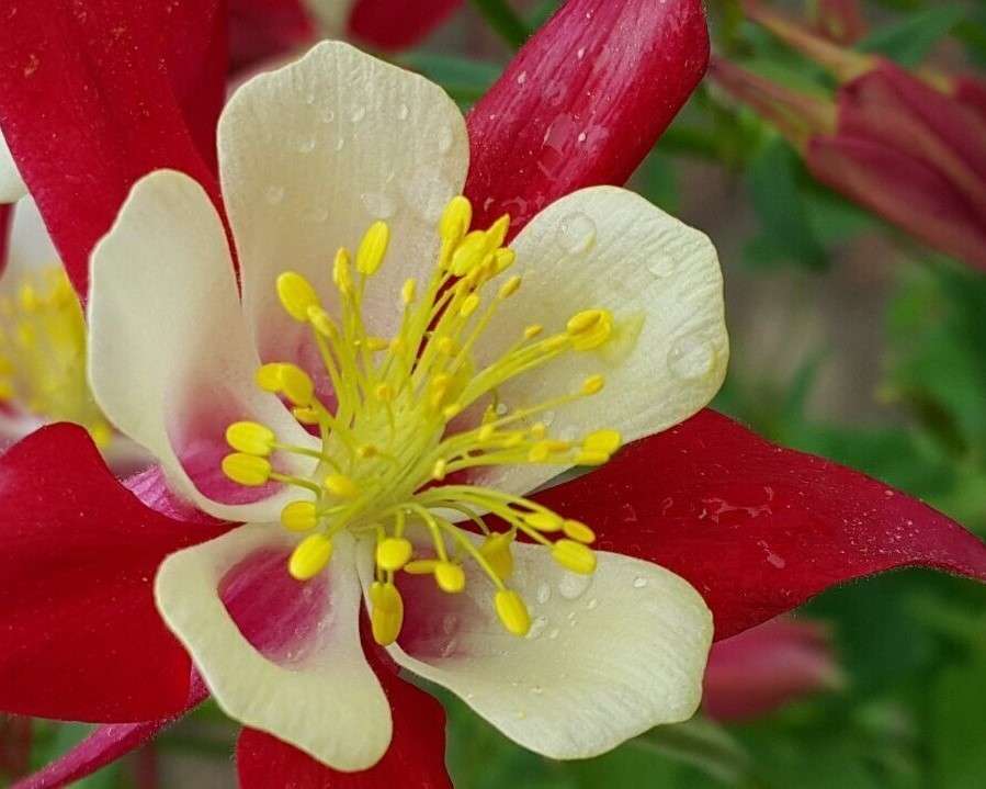 Krásná květina skládačky online