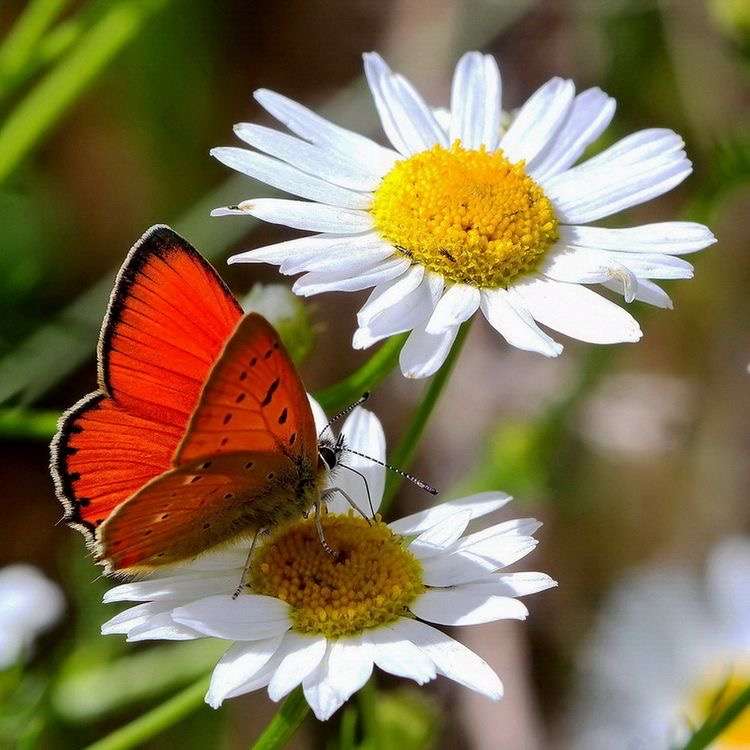 Метелик і квіточка ромашка онлайн пазл