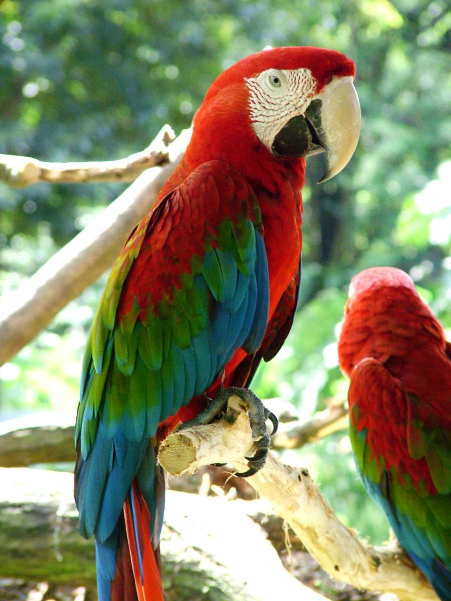 macaw puzzle online