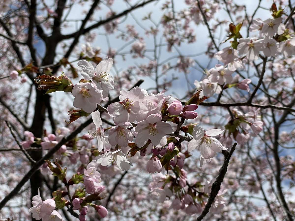 満開の桜 ジグソーパズルオンライン
