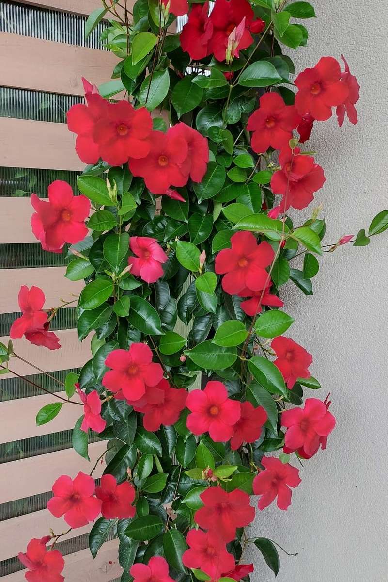цъфтящо червено пълзящо растение онлайн пъзел