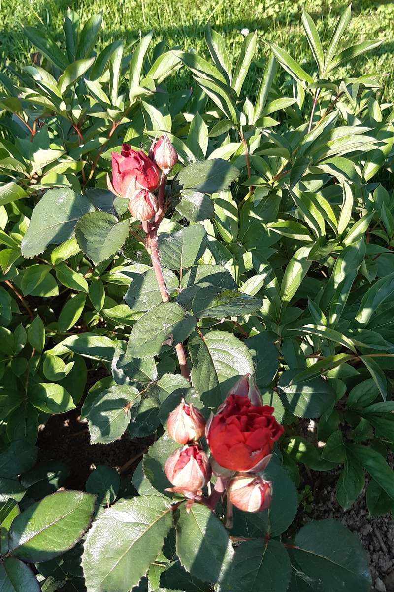 massor av löv och rosenblommor Pussel online