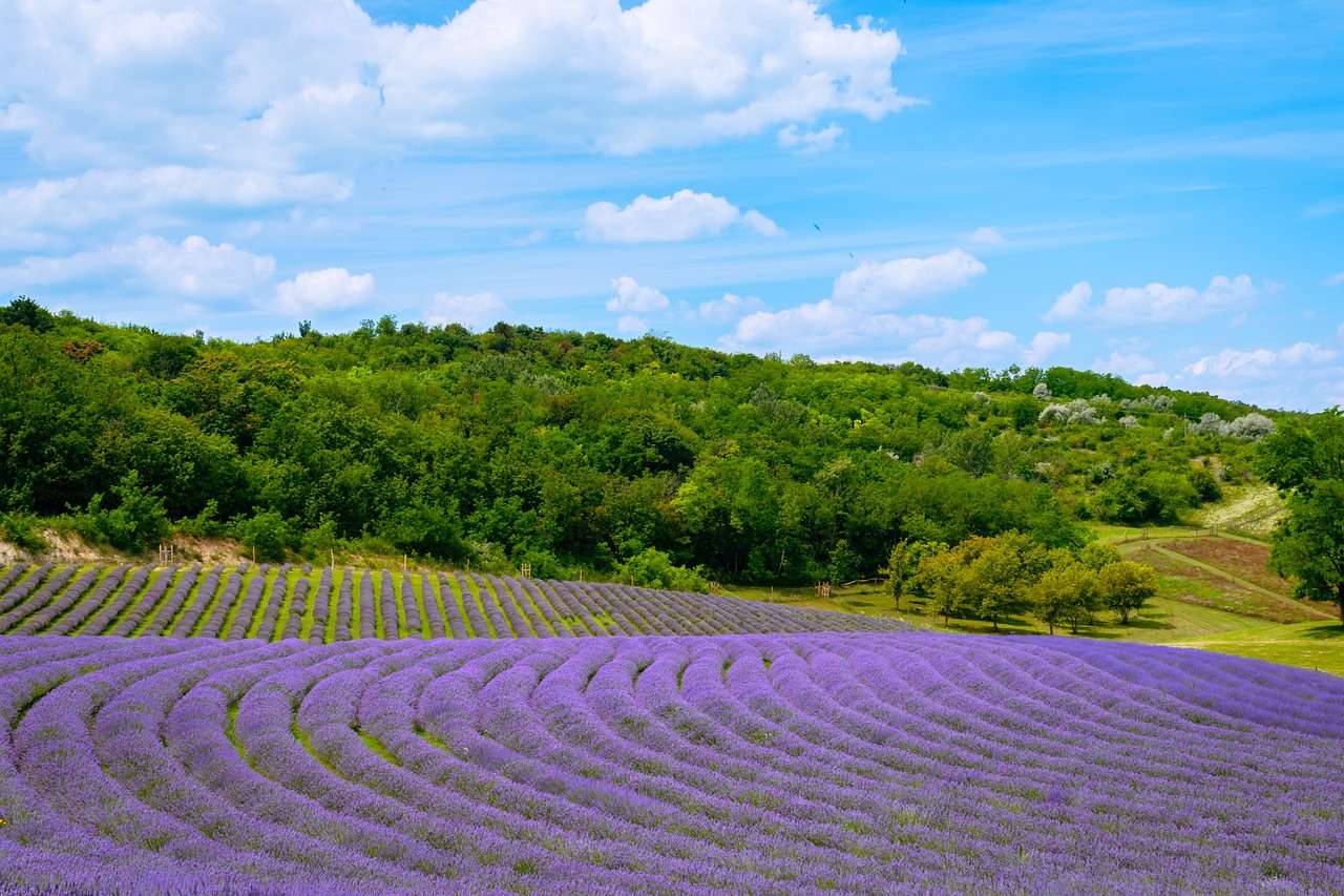 Lavendelfeld, Landwirtschaft, Ungarn Online-Puzzle