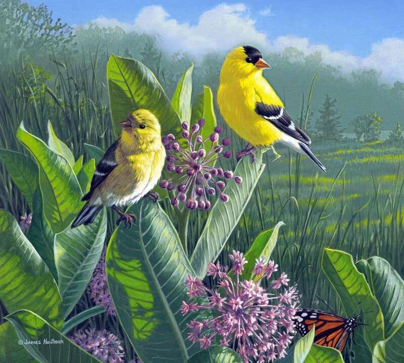 Κίτρινα πουλιά παζλ online