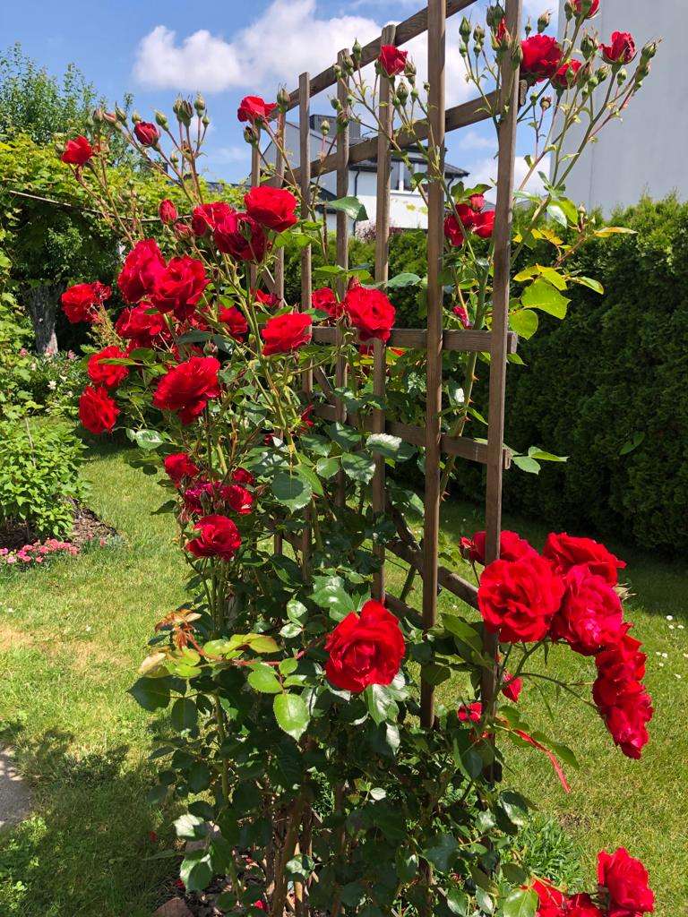 climbing rose on a ladder online puzzle