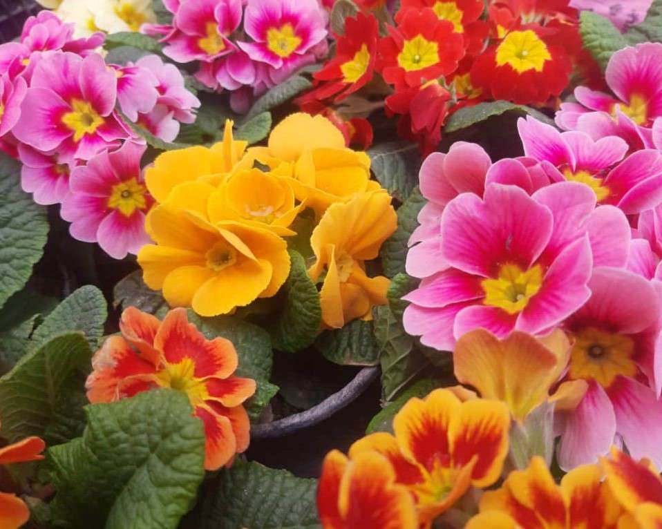 Colorful primroses jigsaw puzzle online