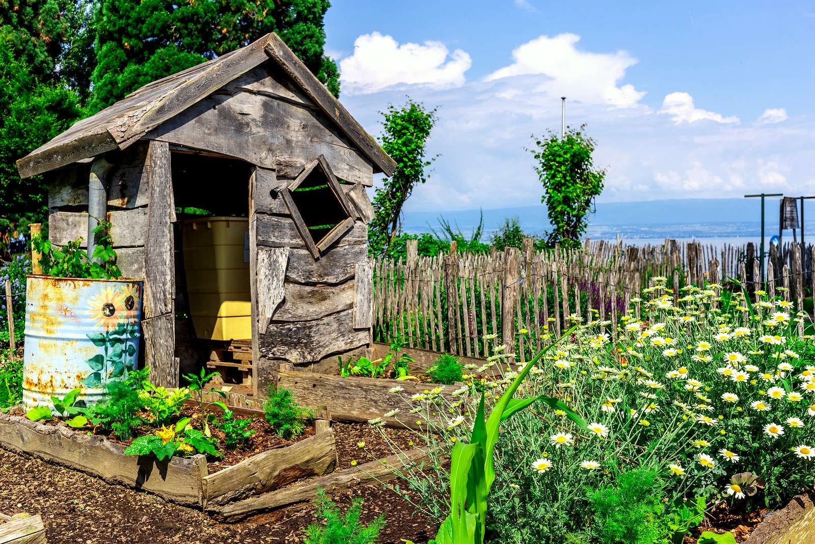 En lantlig trädgård med ett skjul och en lapp kamomill pussel på nätet