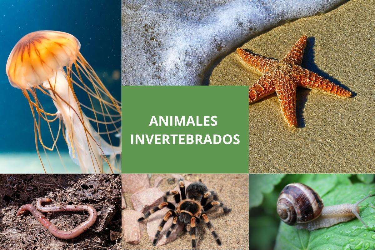 invertebrate animals online puzzle