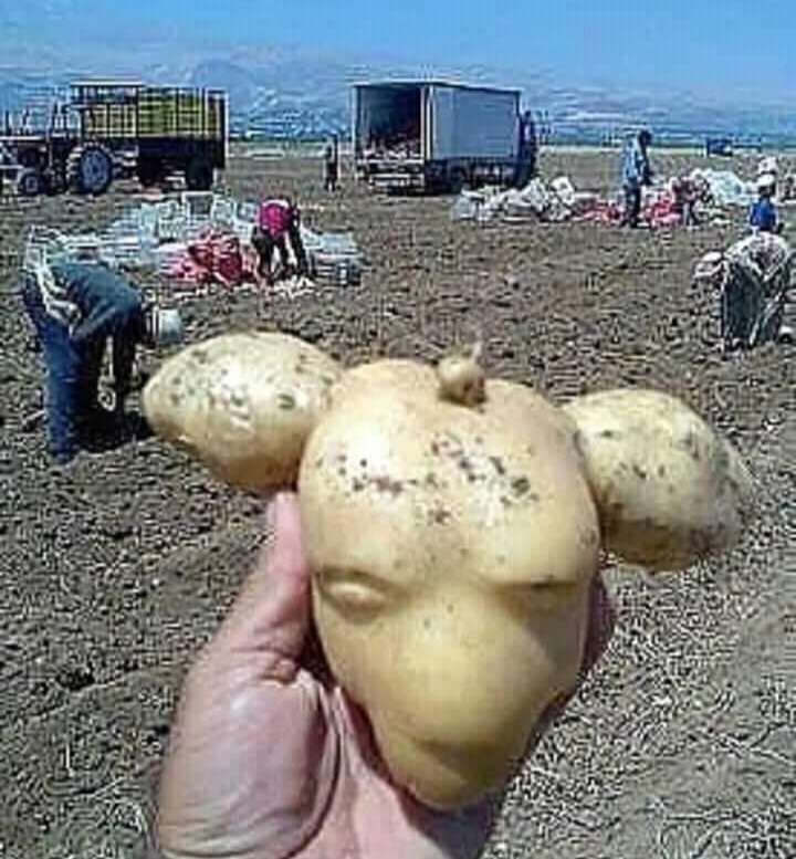 aardappelhoofd online puzzel