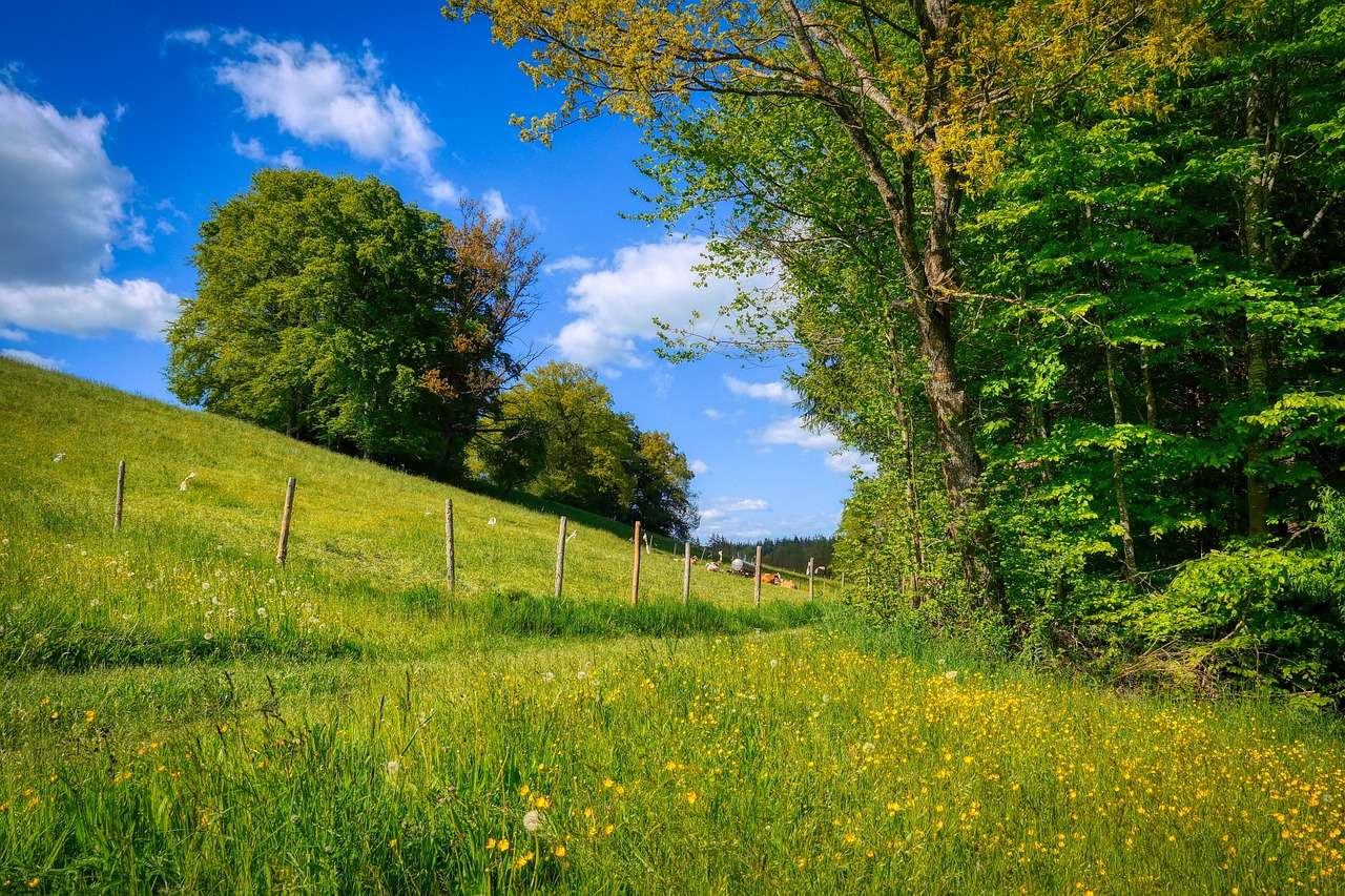Meadow, Hill jigsaw puzzle online