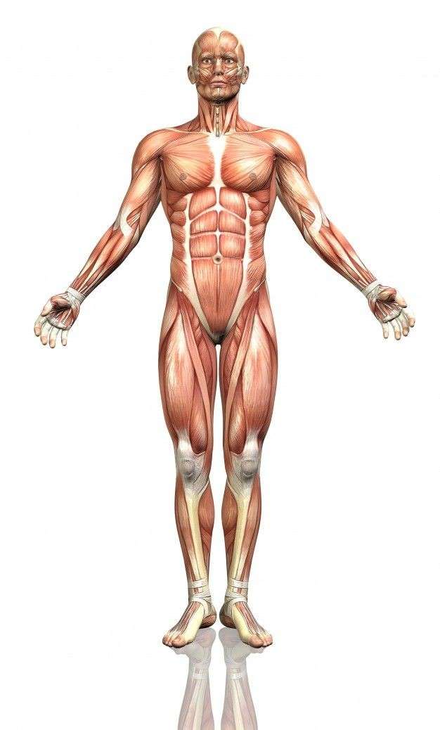 Sistema muscular quebra-cabeças online
