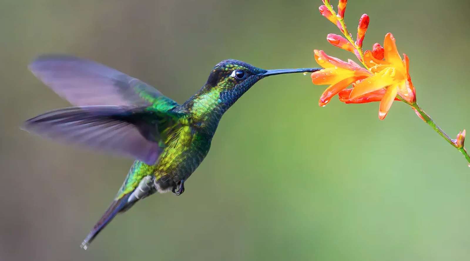 kolibrie sch online puzzel