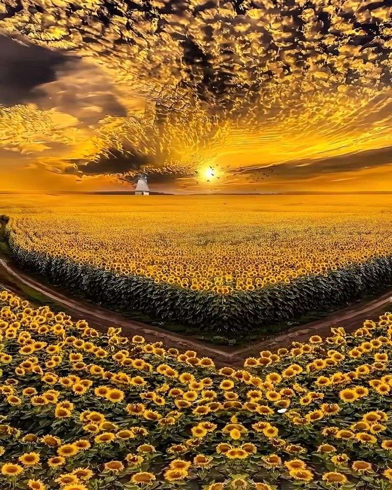 цветя слънчогледи онлайн пъзел