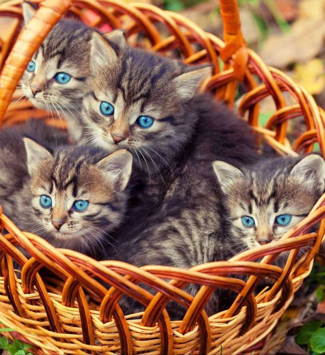 Kitties într-un coș jigsaw puzzle online