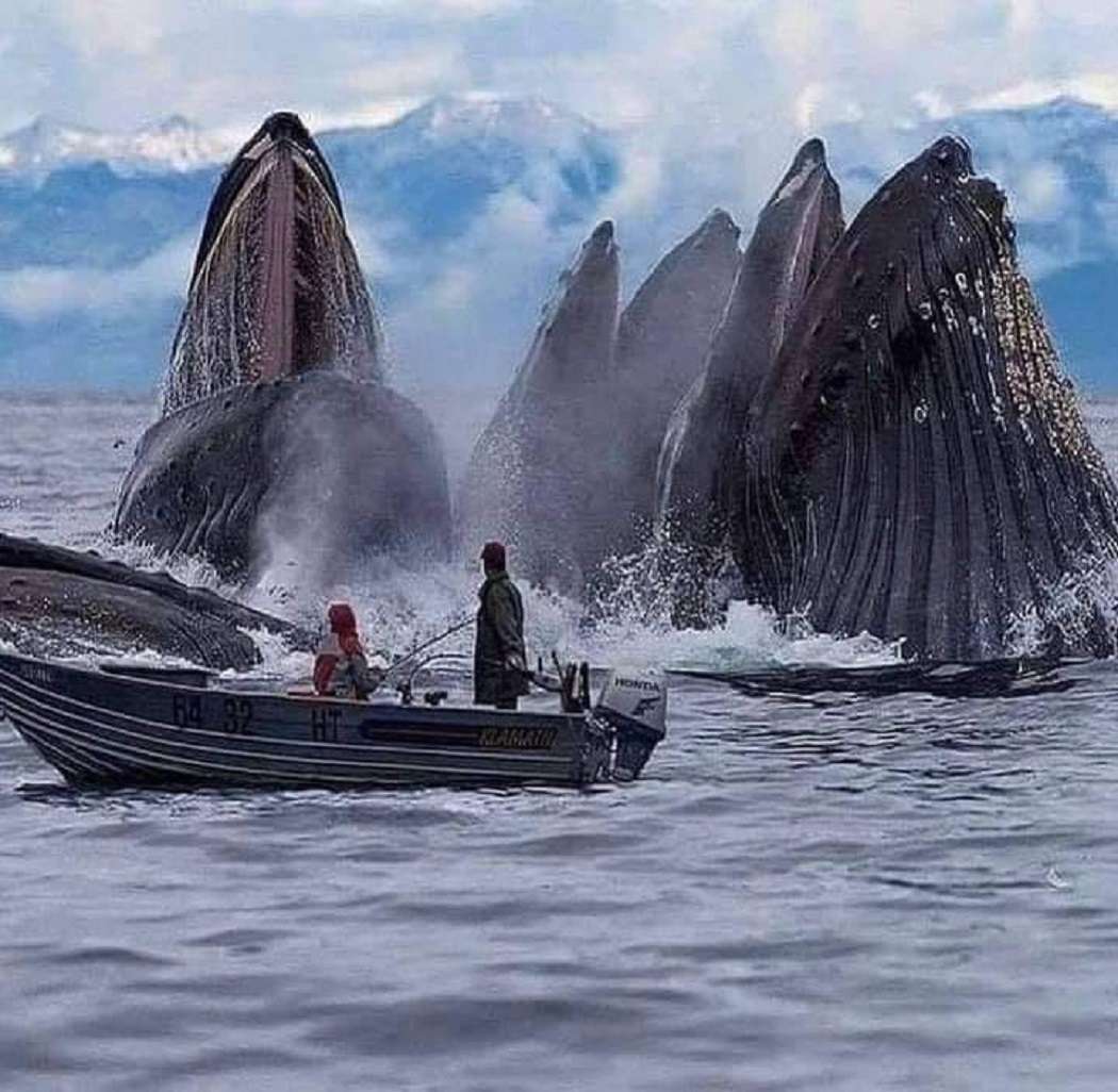 Wale in Spitzbergen - Norwegen Puzzlespiel online