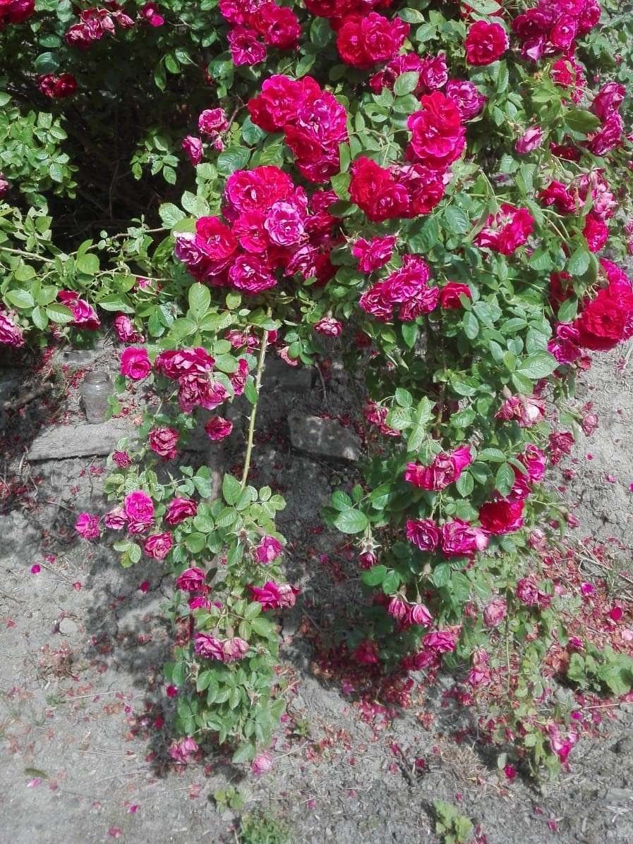 tufa de trandafiri plina de flori jigsaw puzzle online
