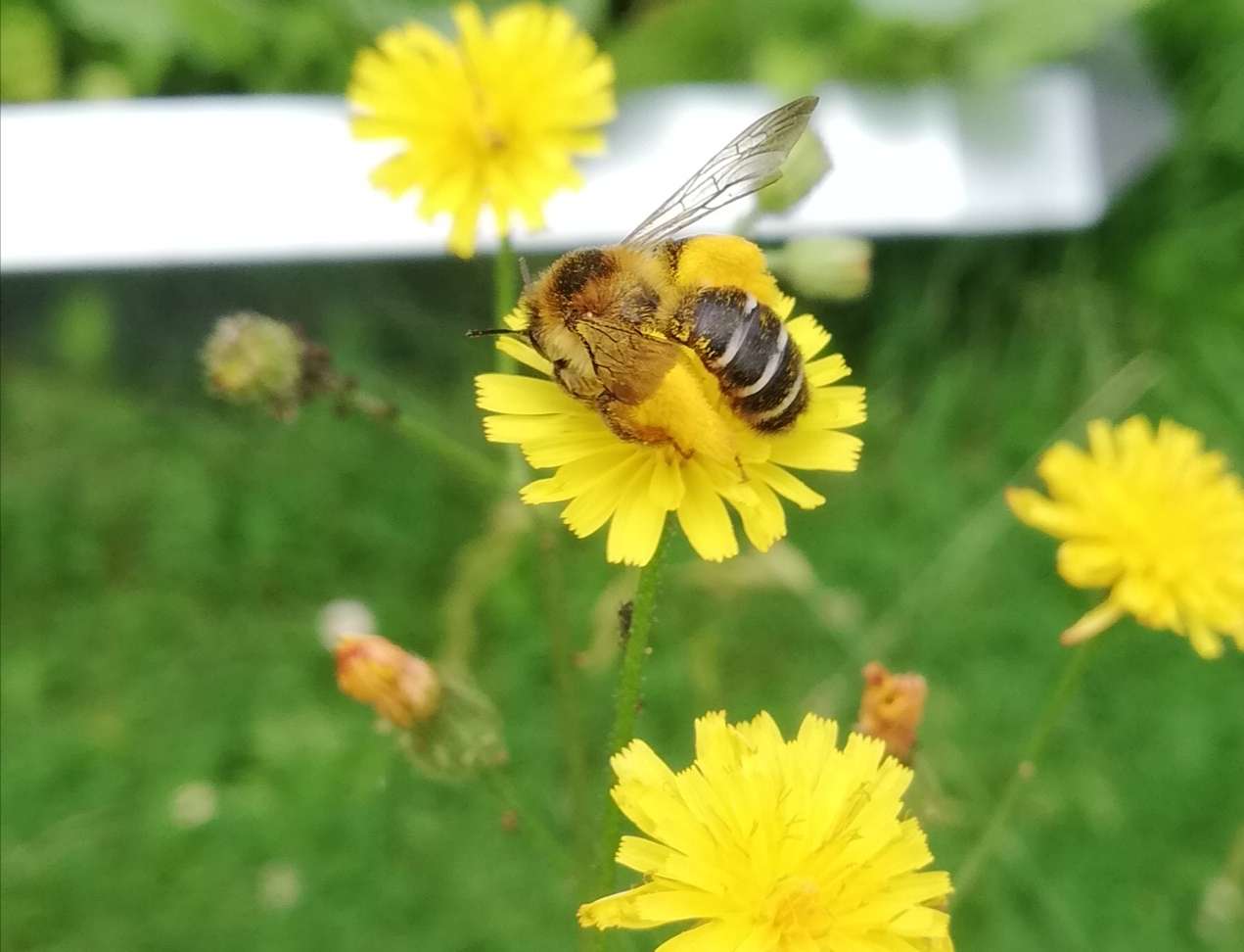 Рідкісна дика бджола онлайн пазл