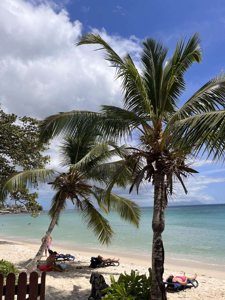 Pálmafák a tengerparton - Seychelle-szigetek kirakós online