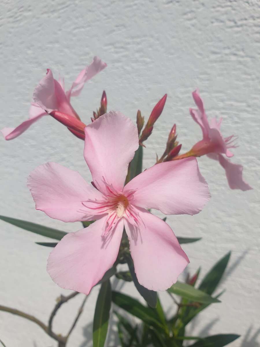 ピンクの明るい花と葉 ジグソーパズルオンライン
