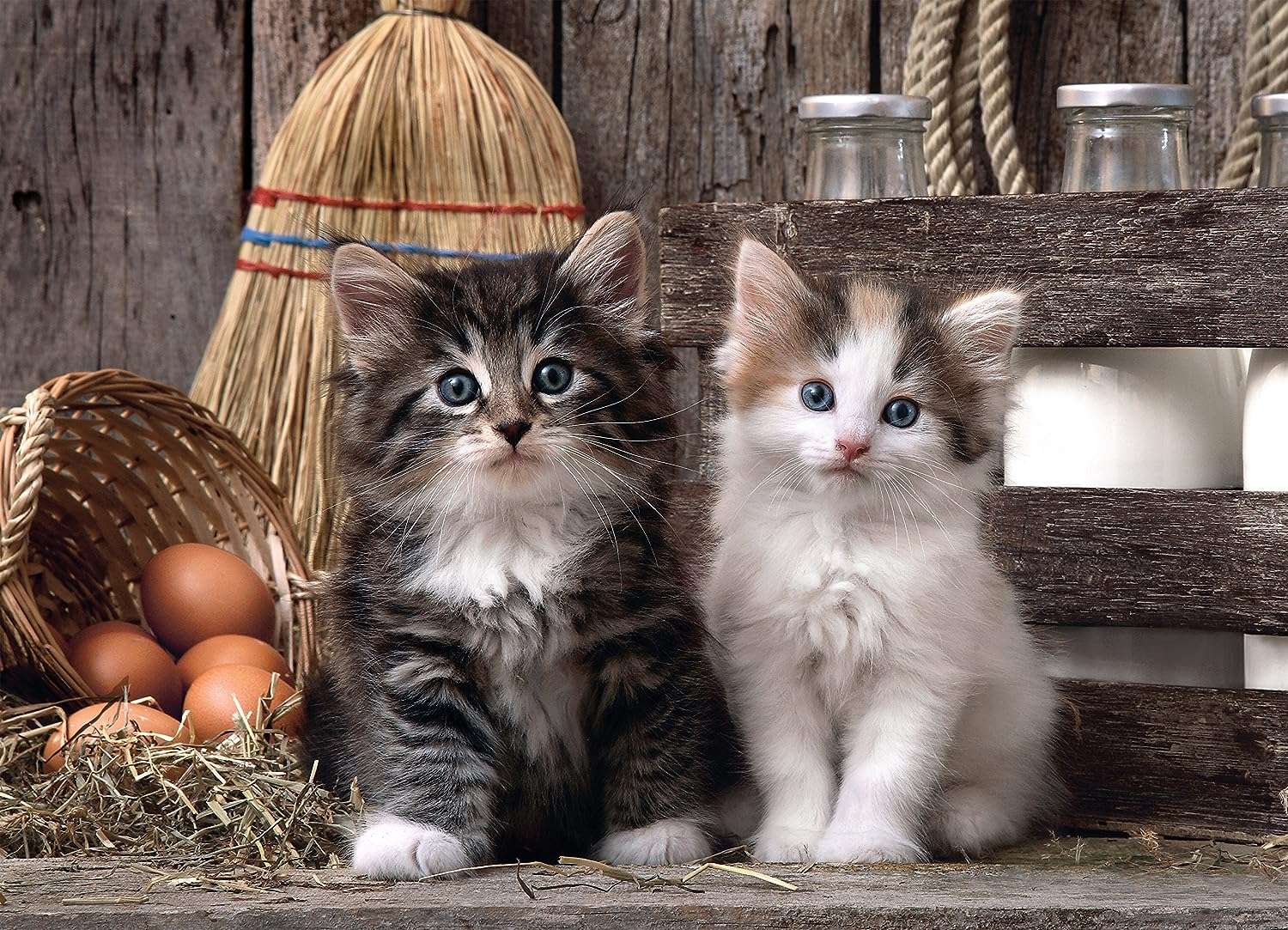 Två kattungar pussel på nätet