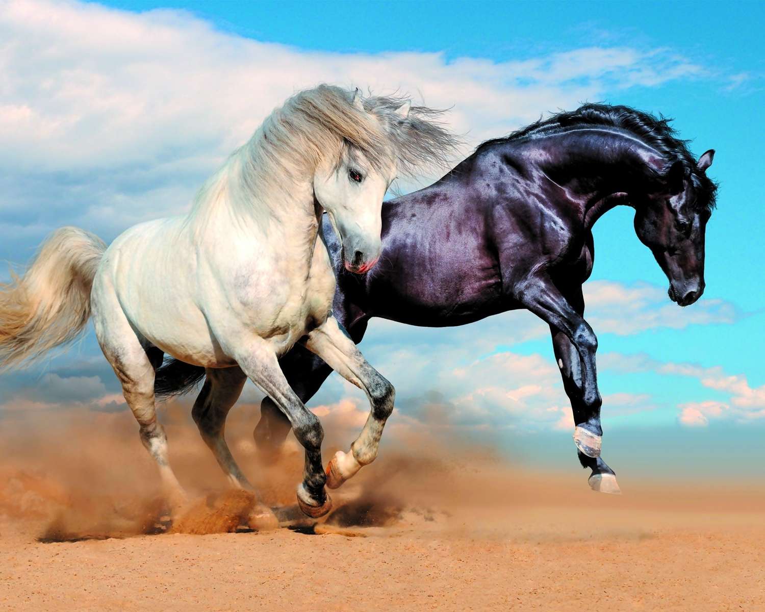Λευκό και μαύρο άλογο παζλ online