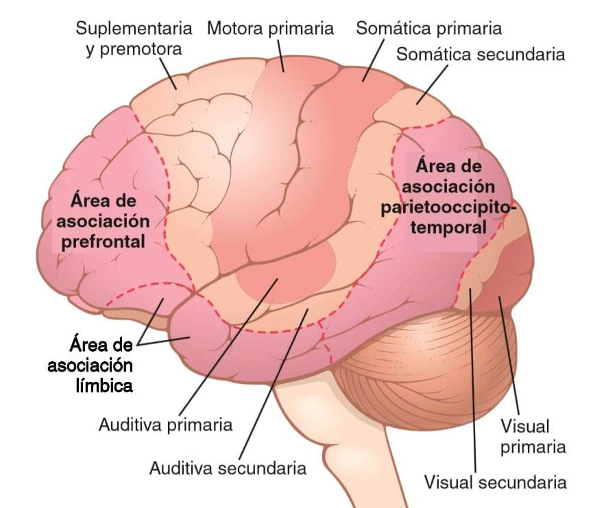 Funktionella områden i hjärnan pussel på nätet